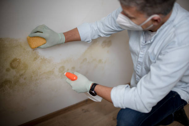 Mold Testing and Removal in Venice, FL