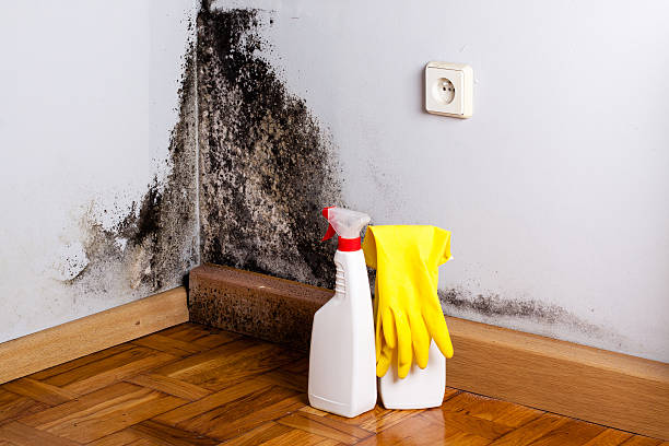Crawl Space Mold Removal in Venice, FL